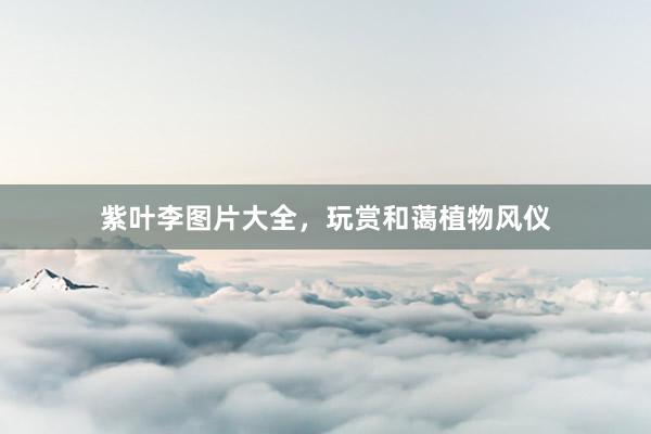 紫叶李图片大全，玩赏和蔼植物风仪